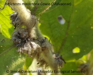 Helicteres macrothrix