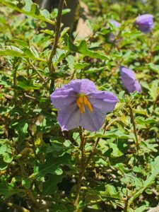 Solanum graniticum flower