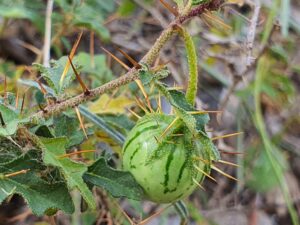 Solanum graniticum fruit