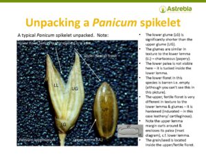 Unpacking a Panicum spikelet