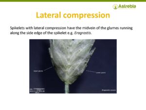 Lateral compression