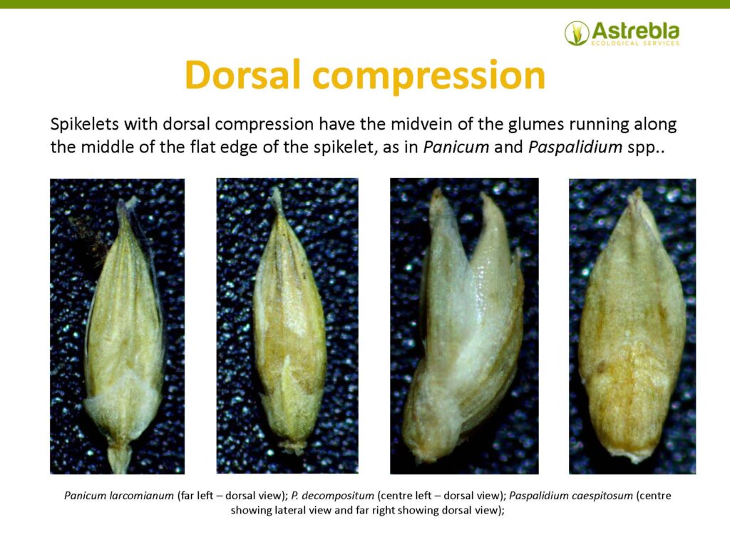 Dorsal compression of a grass spikelet