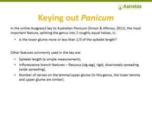 Keying out Panicum (Qld)